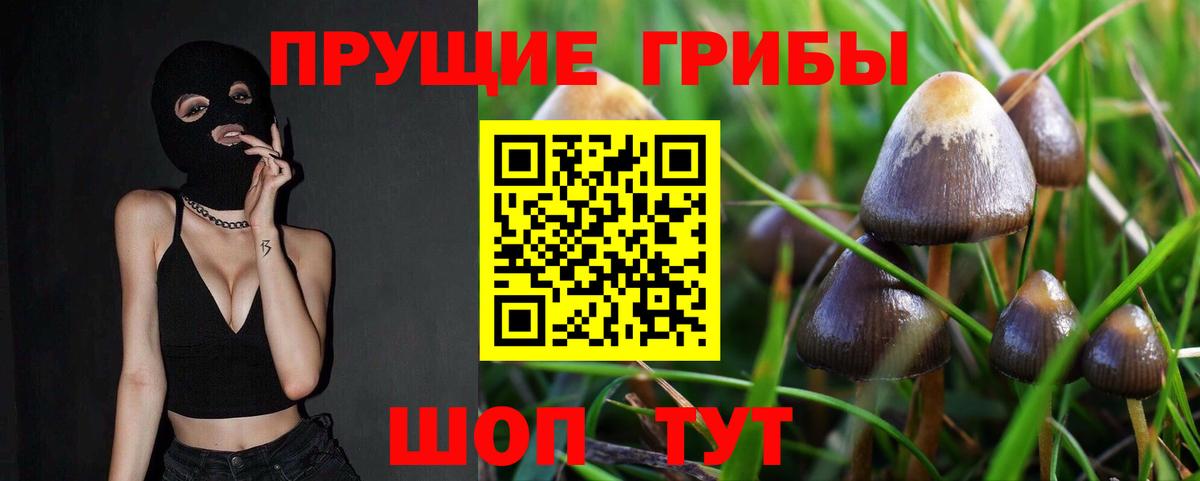 Самара  Галлюциногенные грибы GOLDEN TEACHER  Вход с VPN  наркотики  Галлюциногенные грибы Psilocybe 